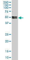 NOVA1 Antibody (monoclonal) (M10)