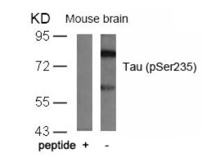 Tau (phospho Ser235) Antibody