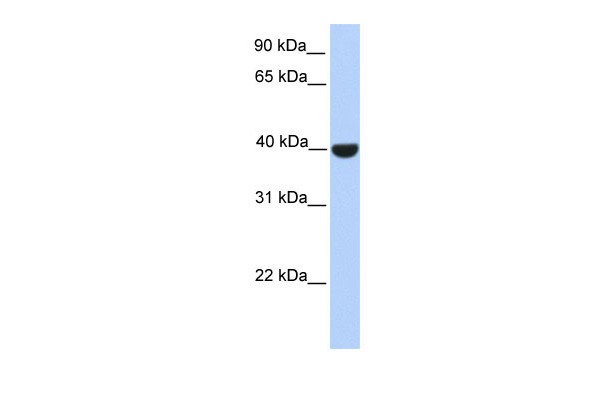 ELK1 antibody