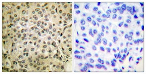 Smad3 antibody