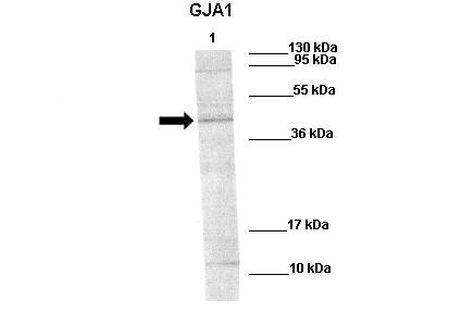 GJA1 antibody - N-terminal region