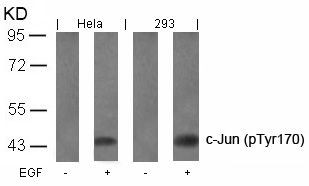 c Jun (phospho Tyr170) Antibody