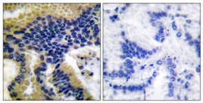 Caspase 9 (Cleaved-Asp330) antibody