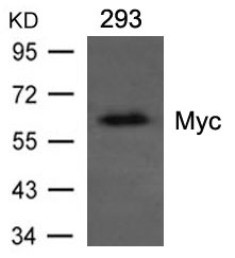 Myc Mouse Antibody