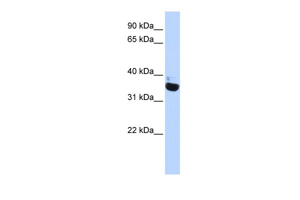 OR13C5 antibody - N-terminal region