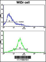 HSP90AB1 Antibody