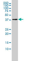 MGC3207 Antibody (monoclonal) (M01)