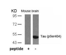 Tau (phospho Ser404) Antibody