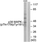 p38 MAPK (Phospho-Thr179+Tyr181) antibody