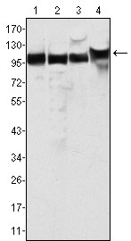 MSH2 Antibody