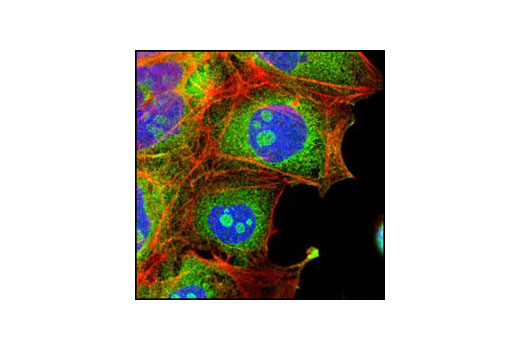 Anti-rabbit IgG (H+L), F(ab') 2 Fragment (Alexa Fluor ® 488 Conjugate)