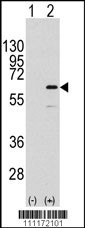 ELK1 Antibody