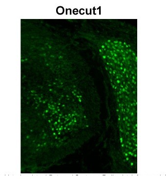 Onecut1 antibody - C-terminal region