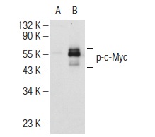 p-c-Myc Antibody (Thr 58)