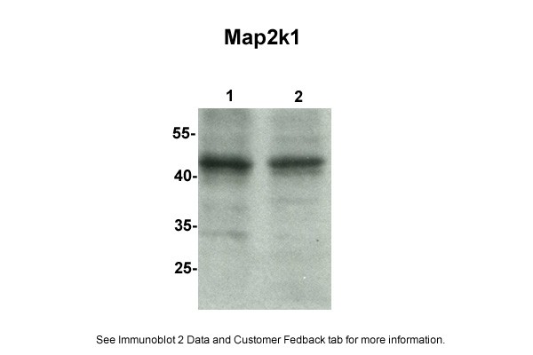 Map2k1 antibody - C-terminal region