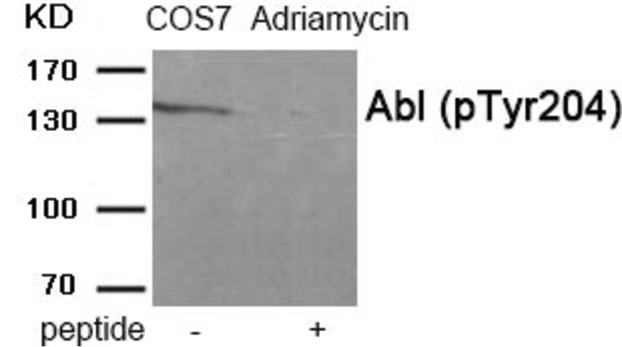 Abl (phospho Tyr204) Antibody