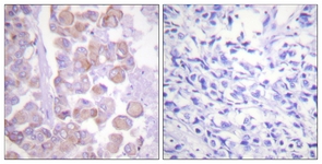 Synuclein antibody