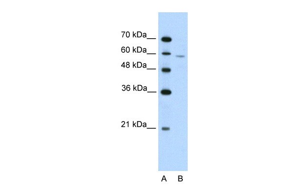 IRX4 antibody - N-terminal region