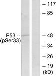 p53 (Phospho-Ser33) antibody