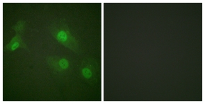 NF-kappaB p105/p50 (Phospho-Ser927) antibody