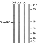 Smad2/3 antibody