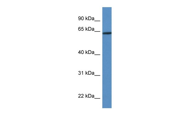 HOXD3 antibody - middle region