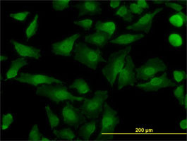 NDE1 Antibody (monoclonal) (M01)