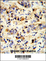 EGFR Antibody