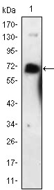 NGFR Antibody