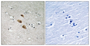 IRF-3 antibody