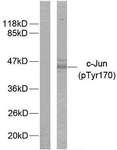 c-Jun (Phospho-Tyr170) antibody