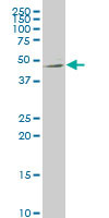 NTNG2 Antibody (monoclonal) (M01)