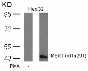 MEK1 (phospho Thr291) Antibody