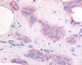KDR Antibody