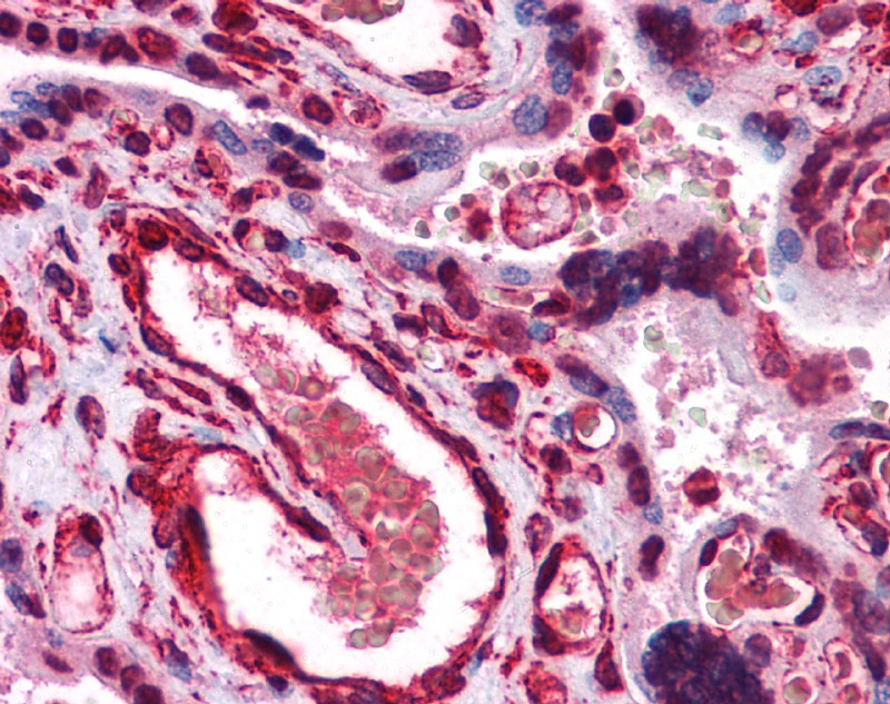 LIPG antibody