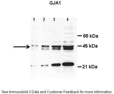 GJA1 antibody - middle region