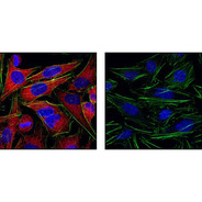 Anti-rabbit IgG (H+L), F(ab') 2 Fragment (Alexa Fluor ® 555 Conjugate)