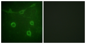 Trk A (Phospho-Tyr496) antibody