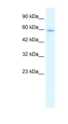 HCLS1 antibody - N-terminal region