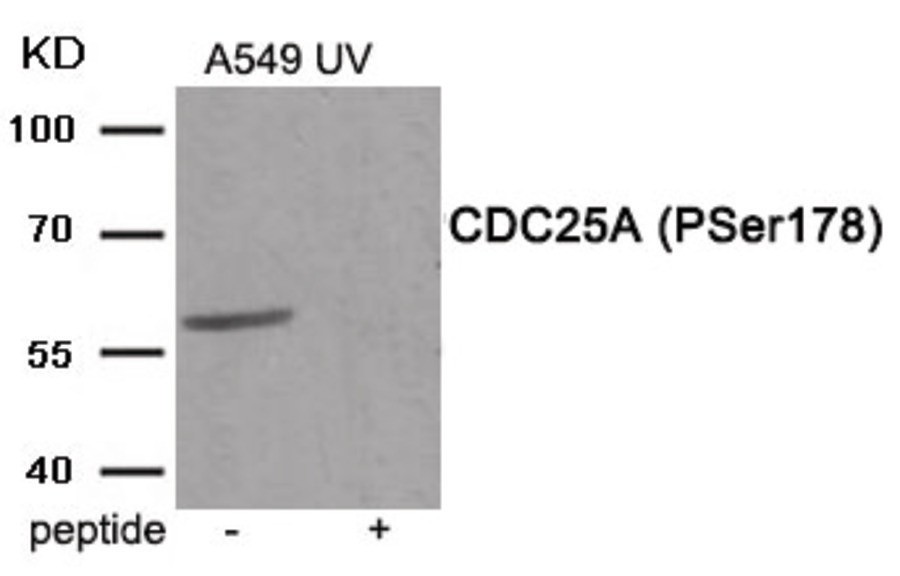 CDC25A (phospho Ser178) Antibody