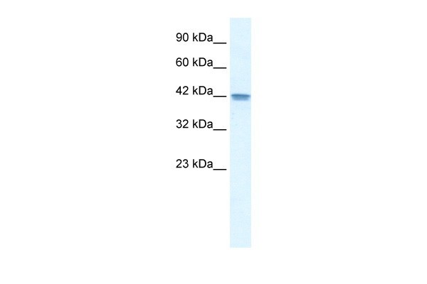 OR13C9 antibody - middle region