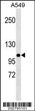 MLH1 Antibody (Center) (Ascites)