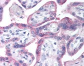 EGF Receptor Antibody