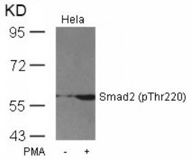 Smad2 (phospho Thr220) Antibody