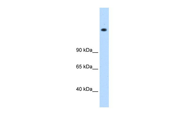 MED16 antibody - N-terminal region