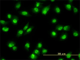 NR1D2 Antibody (monoclonal) (M01)