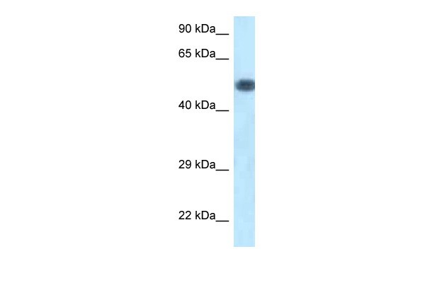 Pik3r1 antibody - C-terminal region