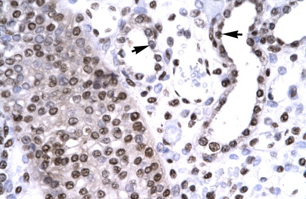 BARHL2 antibody