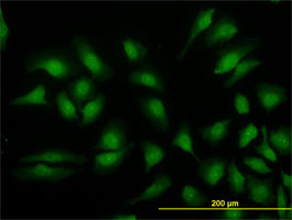 MAPK3 Antibody (monoclonal) (M02)