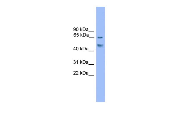 Runx2 antibody